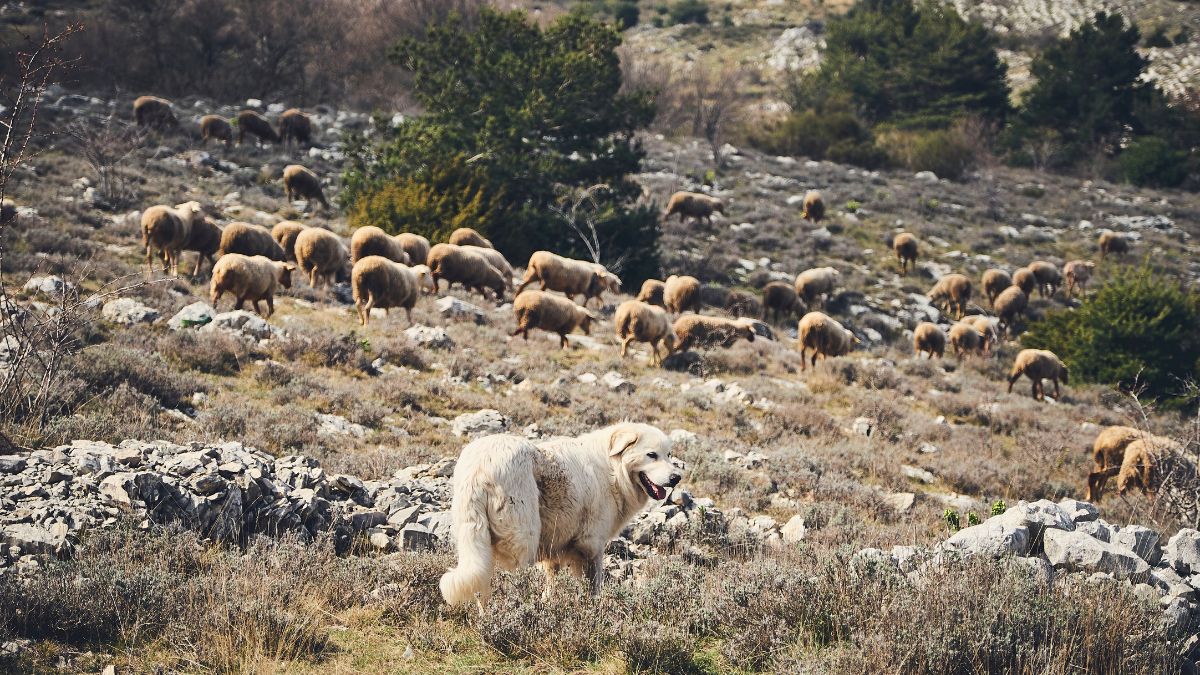 Chien de montagne des Pyrénées - Patou
